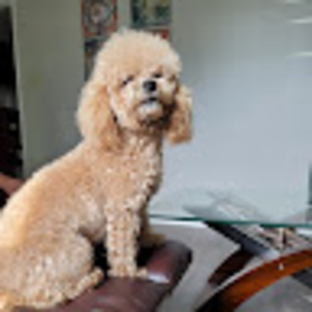 Meet your Posher, Heyllin maria